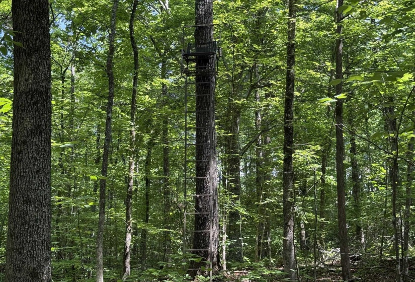 1 CARTER RD, Saltillo, Tennessee 38370, ,Land,For Sale,CARTER,10222250
