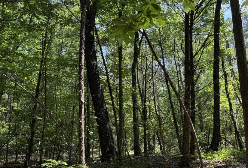 1 CARTER RD, Saltillo, Tennessee 38370, ,Land,For Sale,CARTER,10222250