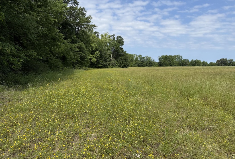 1 CARTER RD, Saltillo, Tennessee 38370, ,Land,For Sale,CARTER,10222250