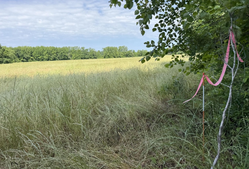 1 CARTER RD, Saltillo, Tennessee 38370, ,Land,For Sale,CARTER,10222250