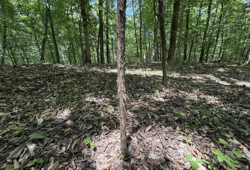 1 CARTER RD, Saltillo, Tennessee 38370, ,Land,For Sale,CARTER,10222250