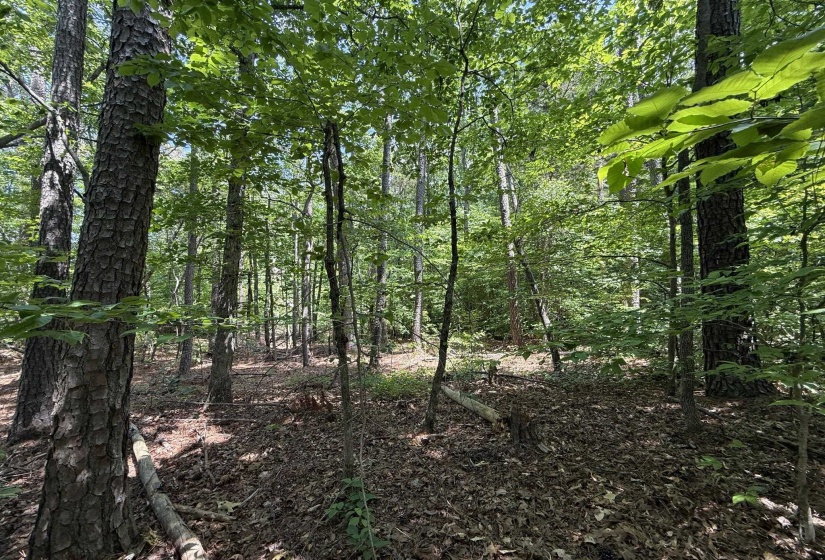 1 CARTER RD, Saltillo, Tennessee 38370, ,Land,For Sale,CARTER,10222250
