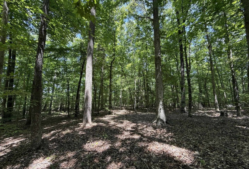 1 CARTER RD, Saltillo, Tennessee 38370, ,Land,For Sale,CARTER,10222250