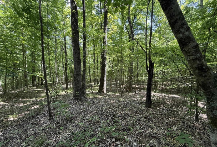 1 CARTER RD, Saltillo, Tennessee 38370, ,Land,For Sale,CARTER,10222250