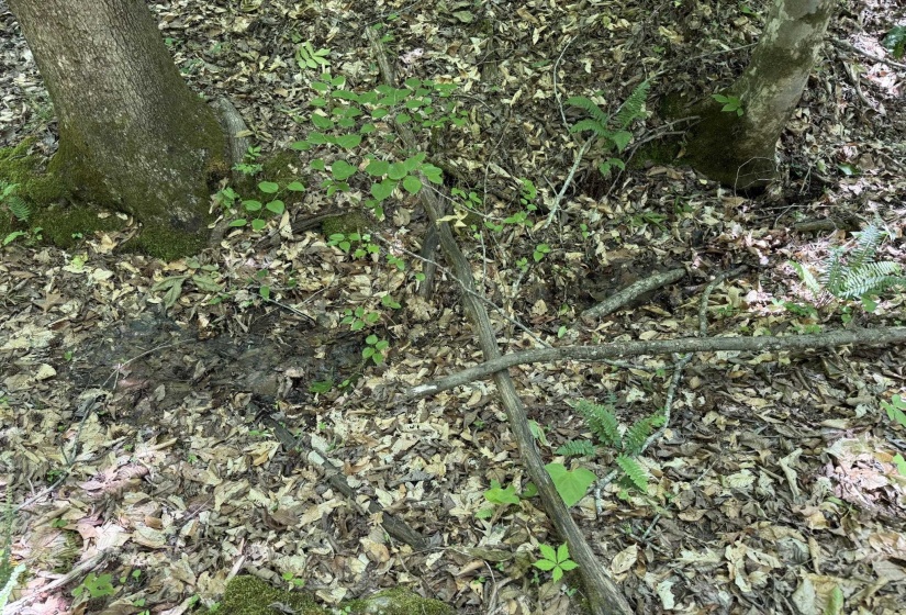 1 CARTER RD, Saltillo, Tennessee 38370, ,Land,For Sale,CARTER,10222250