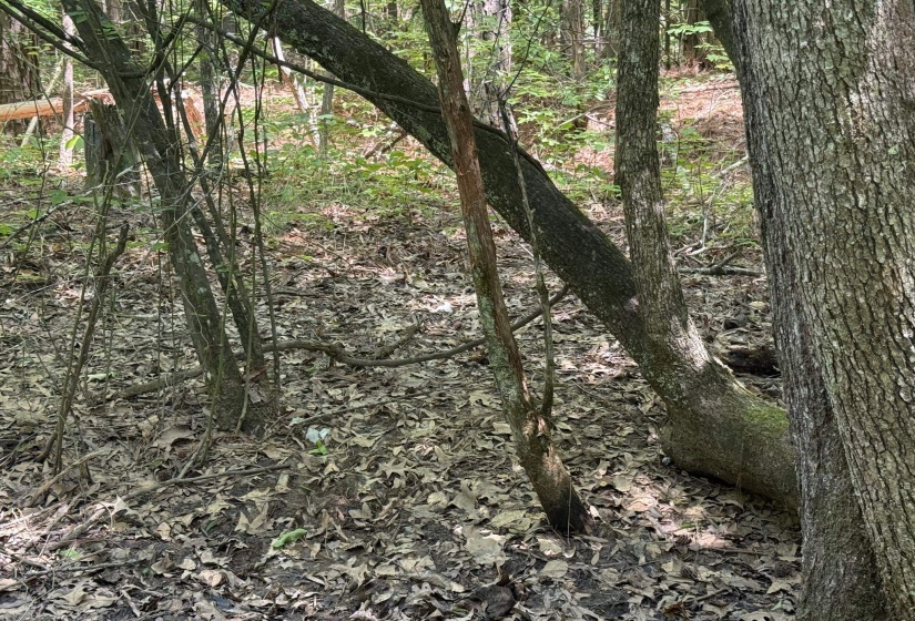 1 CARTER RD, Saltillo, Tennessee 38370, ,Land,For Sale,CARTER,10222250