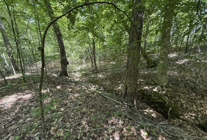 1 CARTER RD, Saltillo, Tennessee 38370, ,Land,For Sale,CARTER,10222250