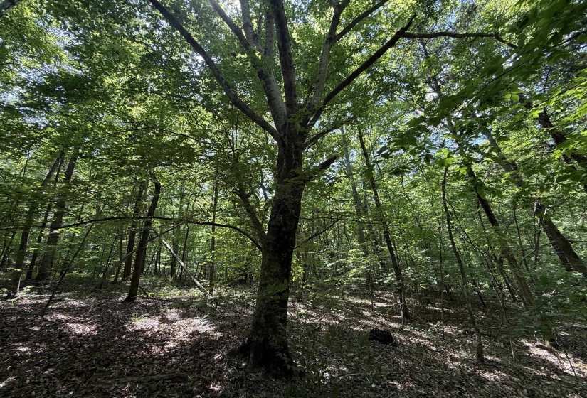 1 CARTER RD, Saltillo, Tennessee 38370, ,Land,For Sale,CARTER,10222250