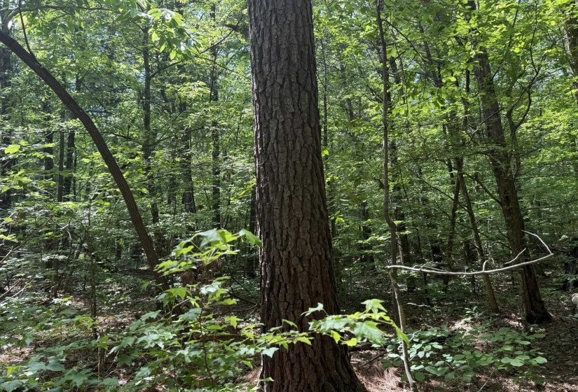 1 CARTER RD, Saltillo, Tennessee 38370, ,Land,For Sale,CARTER,10222250