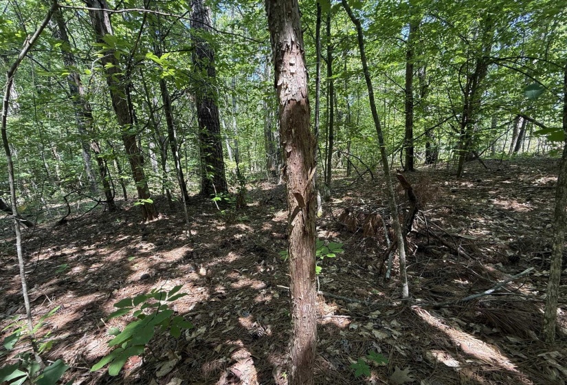 1 CARTER RD, Saltillo, Tennessee 38370, ,Land,For Sale,CARTER,10222250