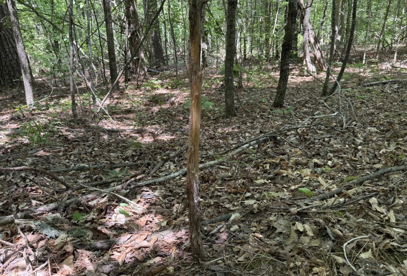 1 CARTER RD, Saltillo, Tennessee 38370, ,Land,For Sale,CARTER,10222250