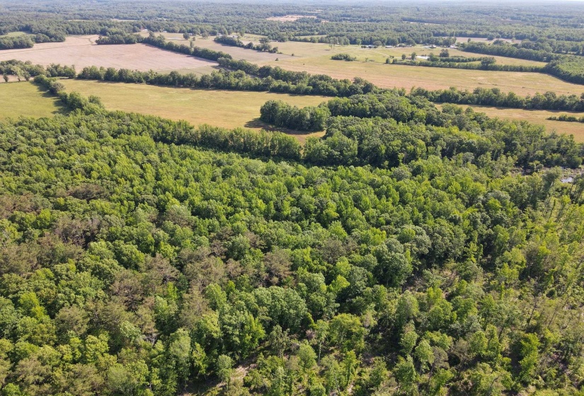 1 CARTER RD, Saltillo, Tennessee 38370, ,Land,For Sale,CARTER,10222250