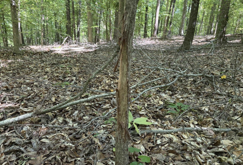 1 CARTER RD, Saltillo, Tennessee 38370, ,Land,For Sale,CARTER,10222250