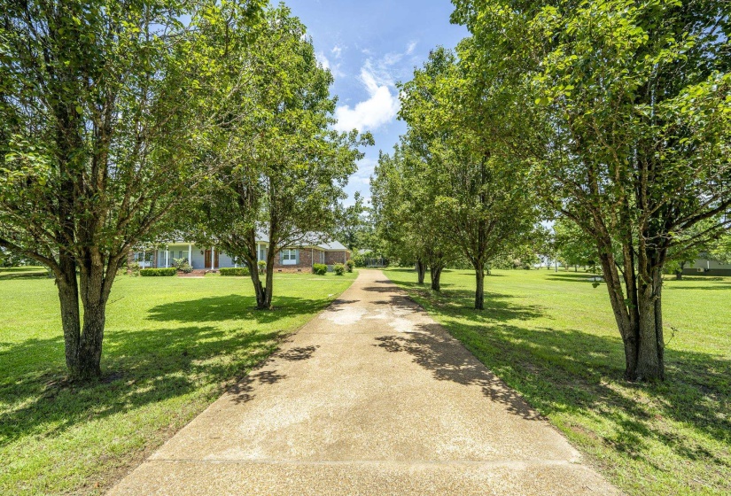 Long concrete driveway flanked by mature trees