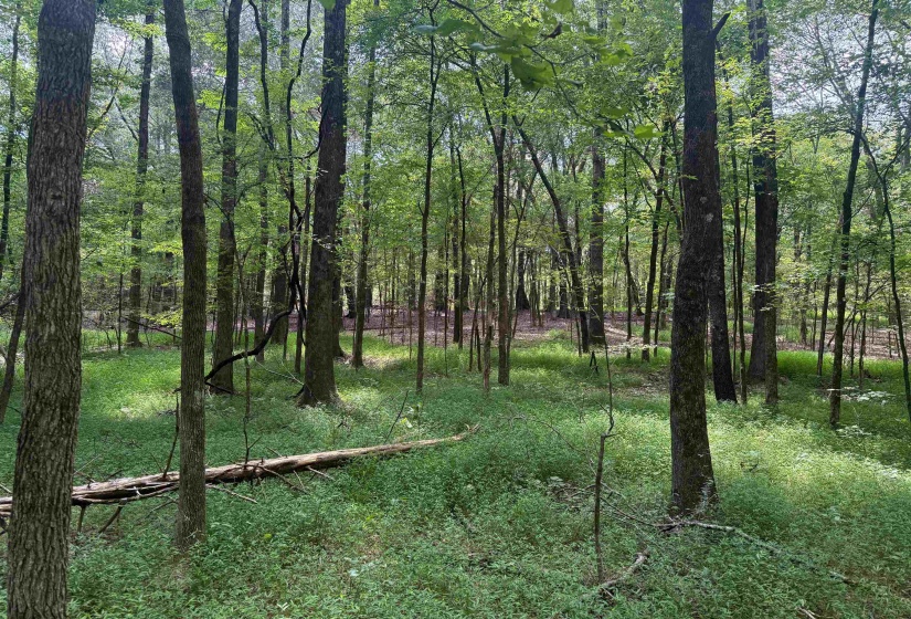 0 DONELSON DR, Eads, Tennessee 38028, 0 , 0 ,0,Land,For Sale,DONELSON,0,10222423