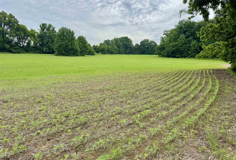 1150 WILLIE PARIS RD, Ripley, Tennessee 38063, 4 Bedrooms Bedrooms, 8 Rooms Rooms,2 BathroomsBathrooms,Residential,For Sale,WILLIE PARIS,10222436