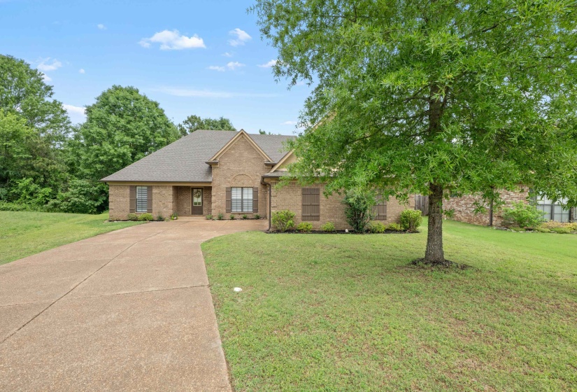 Traditional brick residence featuring a prominent tree, a concrete driveway, and a shingled roof