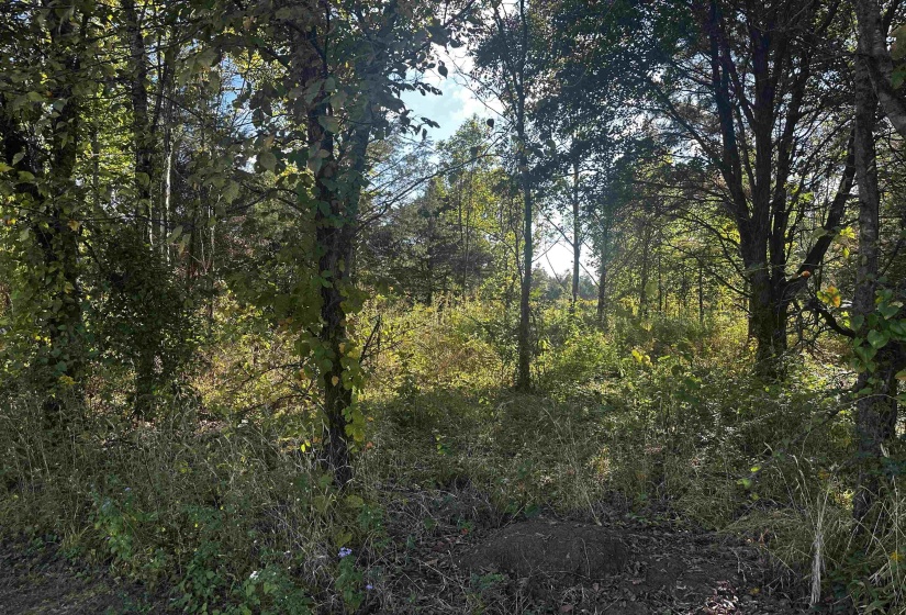 152-155 CATFISH LN LN, Crump, Tennessee 38327, 0 , 0 ,0,Land,For Sale,CATFISH LN,0,10222593