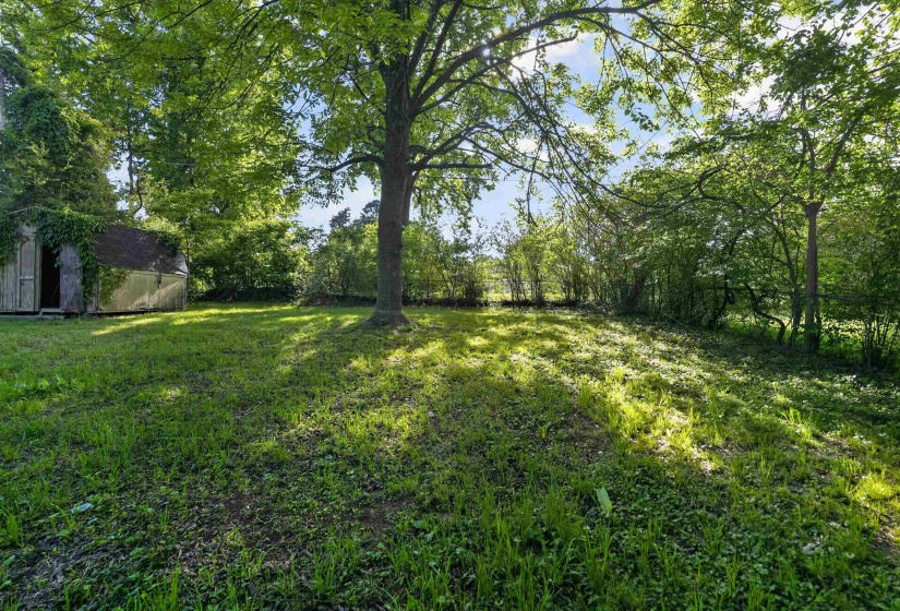 Expansive green space featuring a mature tree, natural foliage, and a rustic storage shed