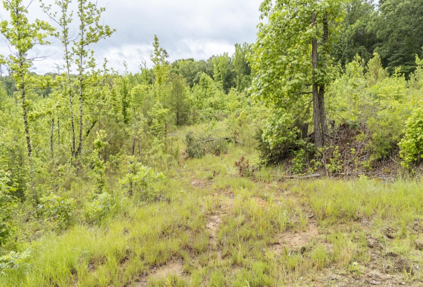 0000 LEAPWOOD ENVILLE RD, Adamsville, Tennessee 38310, 0 , 0 ,0,Land,For Sale,LEAPWOOD ENVILLE,0,10222638
