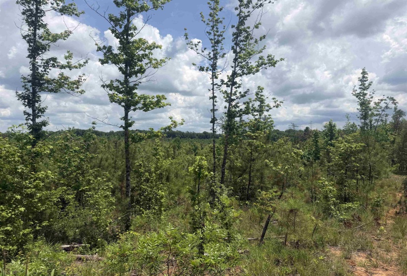 0000 LEAPWOOD ENVILLE RD, Adamsville, Tennessee 38310, 0 , 0 ,0,Land,For Sale,LEAPWOOD ENVILLE,0,10222638