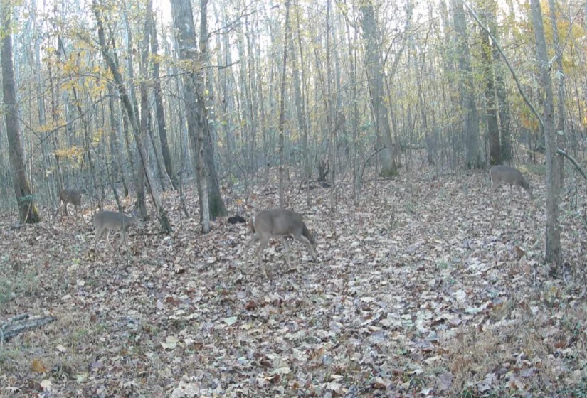 19.5 ACRES MCMAHAN RD, Middleton, Tennessee 38052, ,Land,For Sale,MCMAHAN,10222766