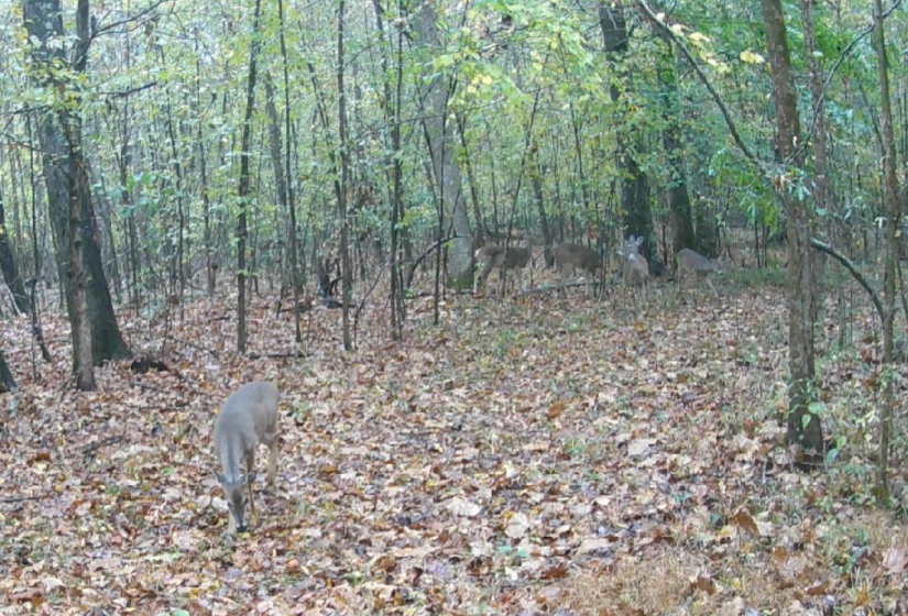 19.5 ACRES MCMAHAN RD, Middleton, Tennessee 38052, ,Land,For Sale,MCMAHAN,10222766