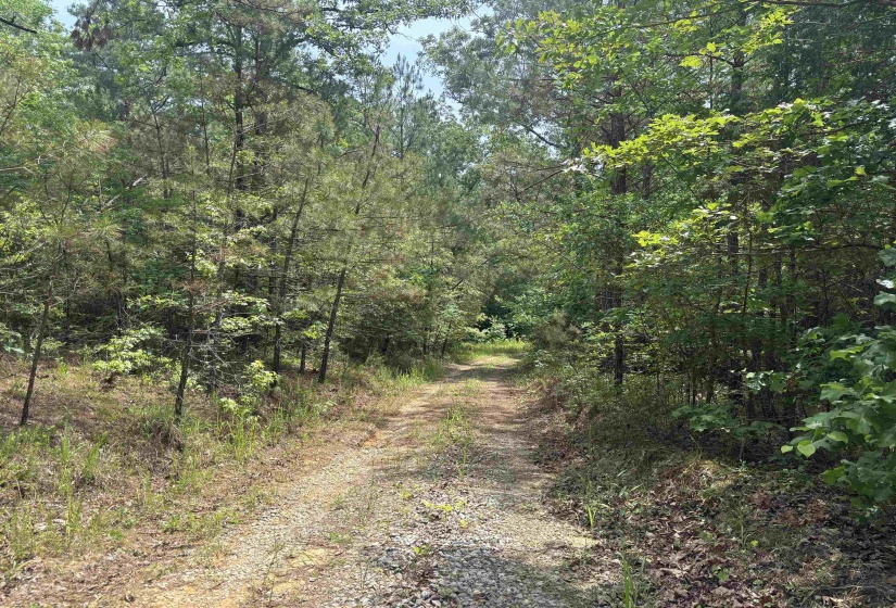 19.5 ACRES MCMAHAN RD, Middleton, Tennessee 38052, ,Land,For Sale,MCMAHAN,10222766