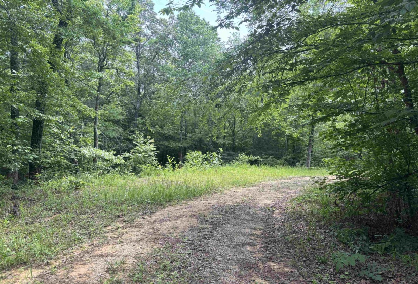19.5 ACRES MCMAHAN RD, Middleton, Tennessee 38052, ,Land,For Sale,MCMAHAN,10222766