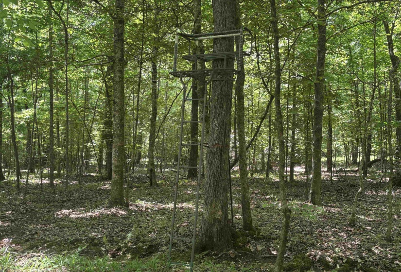 19.5 ACRES MCMAHAN RD, Middleton, Tennessee 38052, ,Land,For Sale,MCMAHAN,10222766