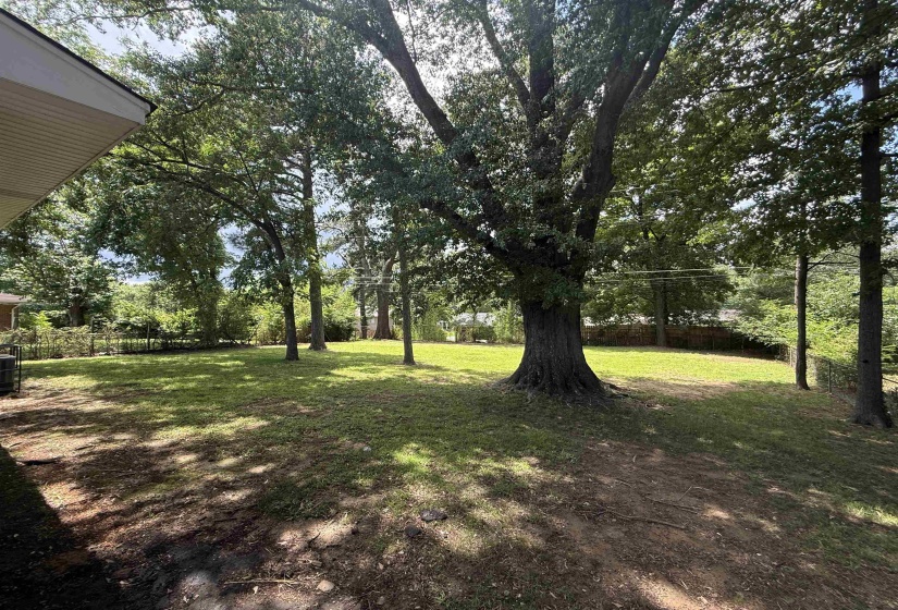 Expansive backyard featuring mature trees, a mix of grass and natural ground cover, and a partial chain-link fence