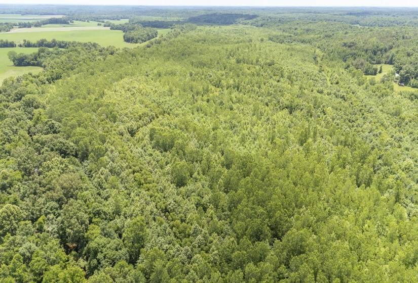 904 CAPOOTH RD, Ramer, Tennessee 38367, ,Land,For Sale,CAPOOTH,10222861