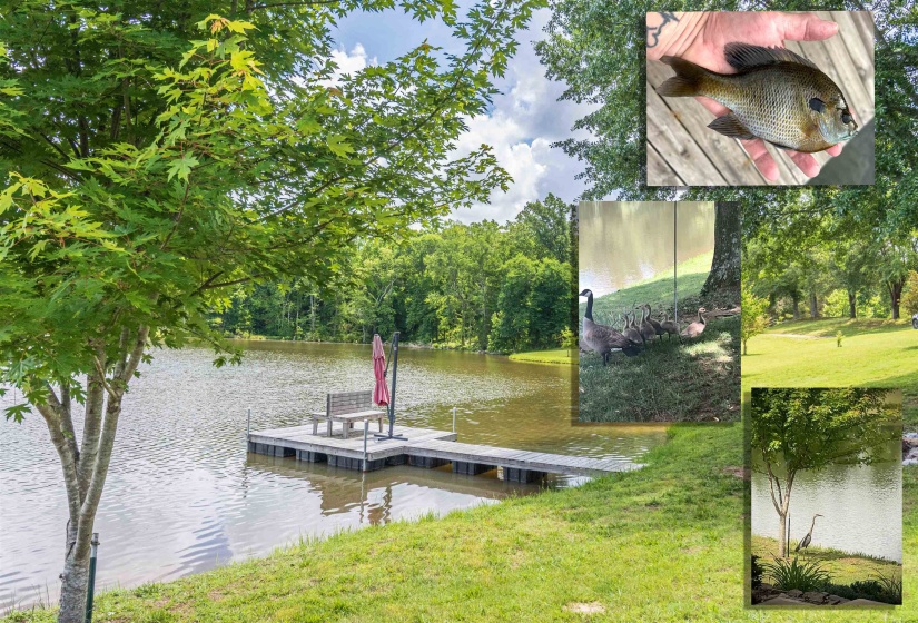 1193 MURRAY SCHOOL RD, Selmer, Tennessee 38375, 3 Bedrooms Bedrooms, 8 Rooms Rooms,2.1 BathroomsBathrooms,Residential,For Sale,MURRAY SCHOOL,10222874
