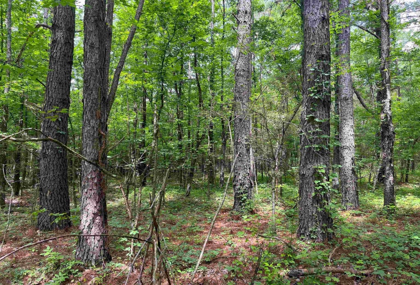 6225 RICKS RD, Arlington, Tennessee 38002, ,Land,For Sale,RICKS,10223030