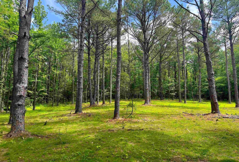 6225 RICKS RD, Arlington, Tennessee 38002, ,Land,For Sale,RICKS,10223030