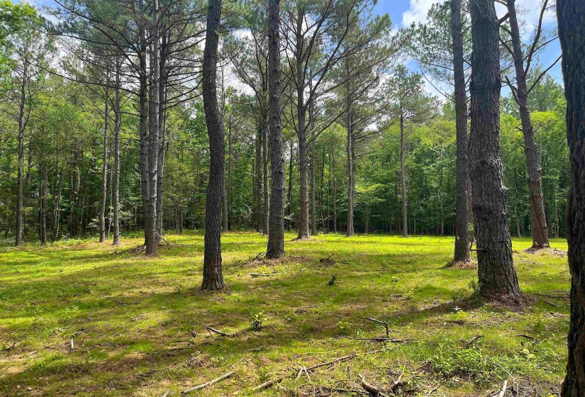 6225 RICKS RD, Arlington, Tennessee 38002, ,Land,For Sale,RICKS,10223030