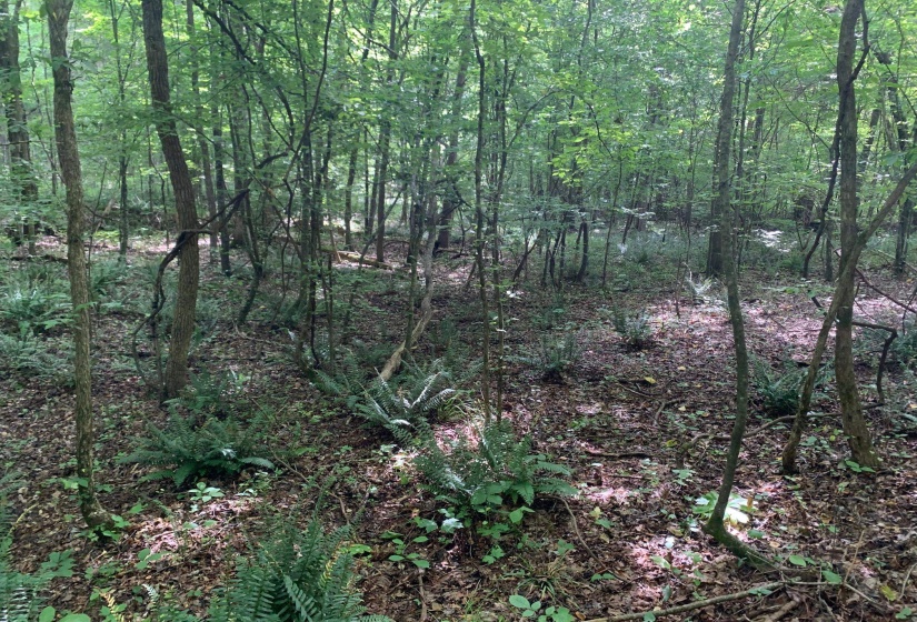 CAVE HOLLOW LN, Savannah, Tennessee 38372, ,Land,For Sale,10223038