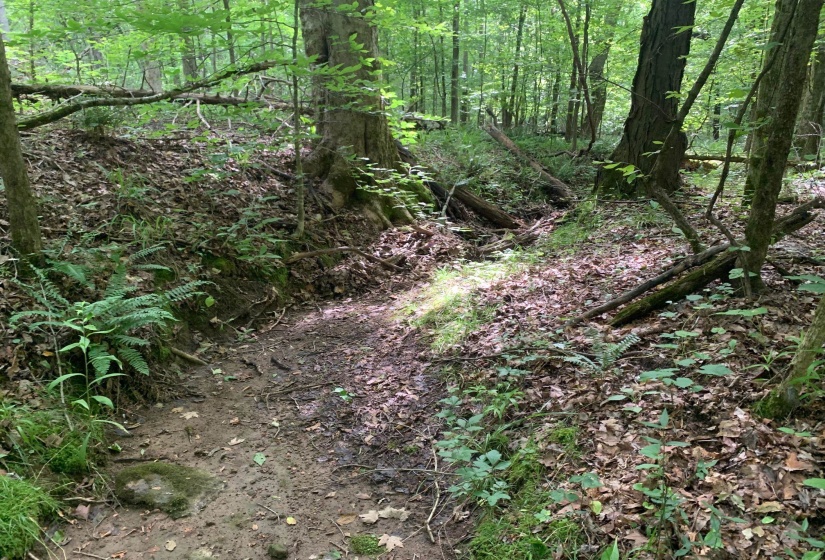CAVE HOLLOW LN, Savannah, Tennessee 38372, ,Land,For Sale,10223038