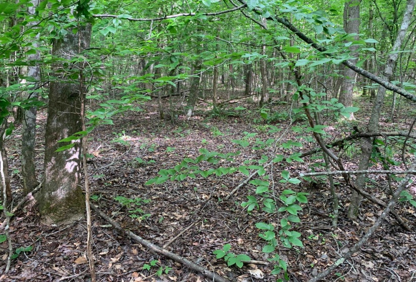 CAVE HOLLOW LN, Savannah, Tennessee 38372, ,Land,For Sale,10223038