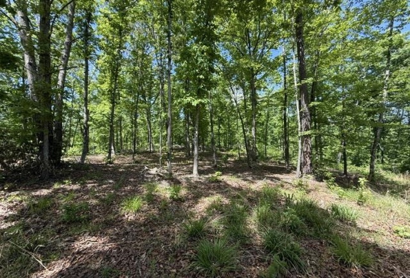 935 BIG ROCK TRL, Henderson, Tennessee 38340, 0 , 0 ,0,Land,For Sale,BIG ROCK,0,10223047