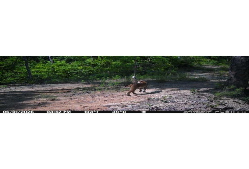 935 BIG ROCK TRL, Henderson, Tennessee 38340, 0 , 0 ,0,Land,For Sale,BIG ROCK,0,10223047
