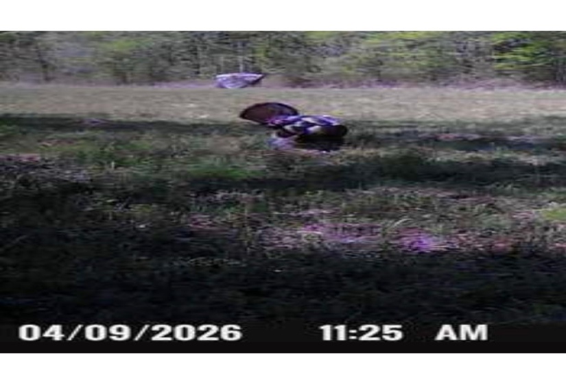 935 BIG ROCK TRL, Henderson, Tennessee 38340, 0 , 0 ,0,Land,For Sale,BIG ROCK,0,10223047