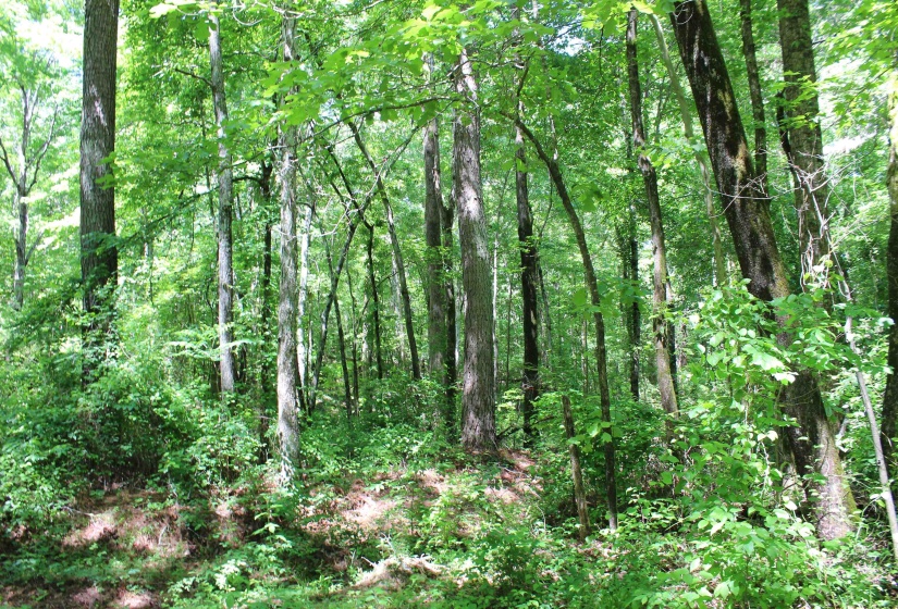 0 SILERTON RD, Bolivar, Tennessee 38008, ,Land,For Sale,SILERTON,10223158