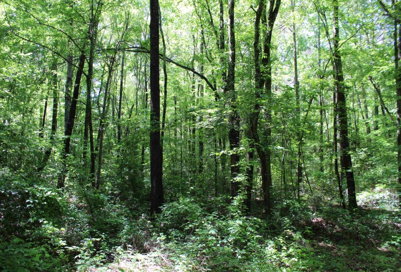 0 SILERTON RD, Bolivar, Tennessee 38008, ,Land,For Sale,SILERTON,10223158