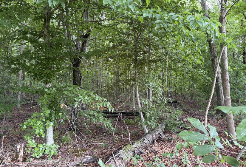 745 FOSTER RD, Adamsville, Tennessee 38310, ,Land,For Sale,FOSTER,10223434