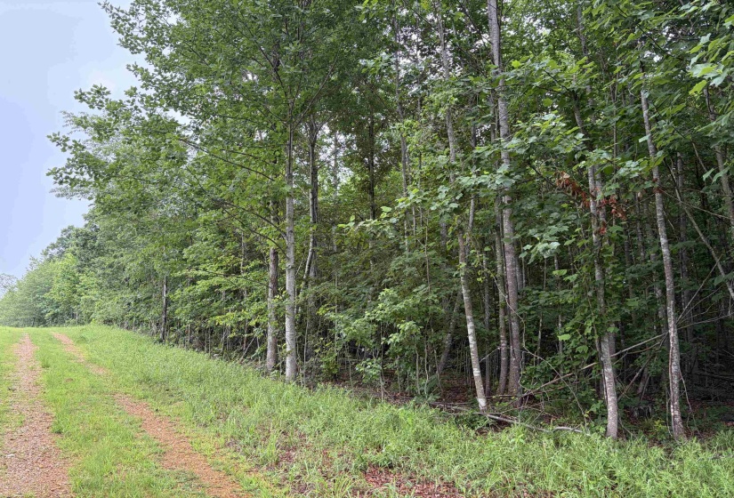745 FOSTER RD, Adamsville, Tennessee 38310, ,Land,For Sale,FOSTER,10223434