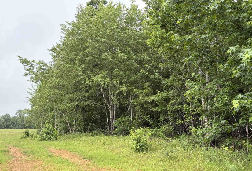 745 FOSTER RD, Adamsville, Tennessee 38310, ,Land,For Sale,FOSTER,10223434
