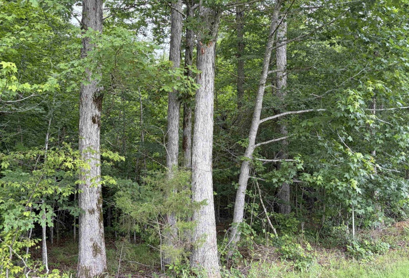 745 FOSTER RD, Adamsville, Tennessee 38310, ,Land,For Sale,FOSTER,10223434