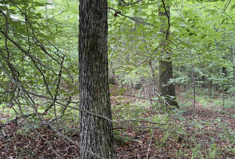 745 FOSTER RD, Adamsville, Tennessee 38310, ,Land,For Sale,FOSTER,10223434