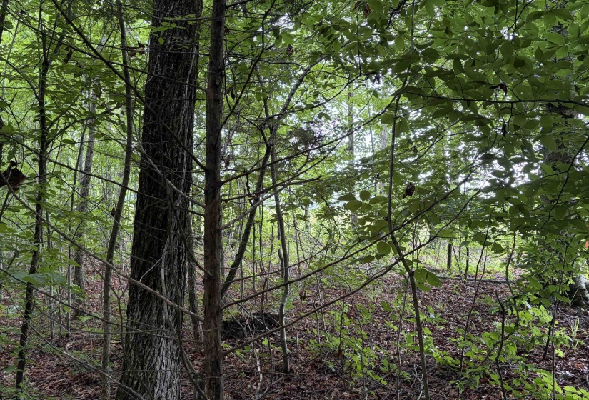 745 FOSTER RD, Adamsville, Tennessee 38310, ,Land,For Sale,FOSTER,10223434